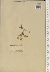 Zoegea leptaurea L., Зарубежная Азия (ASIA) (Иран)