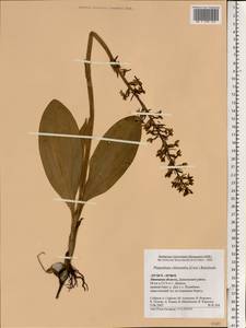 Любка зеленоцветковая (Custer) Rchb., Восточная Европа, Центральный лесостепной район (E6) (Россия)