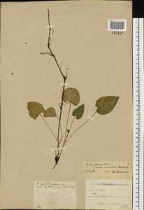 Viola ×kiliensis E. H. L. Krause, Восточная Европа, Северо-Западный район (E2) (Россия)