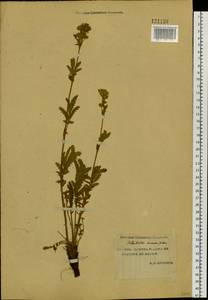 Лапчатка длиннолистная Willd., Сибирь, Якутия (S5) (Россия)