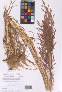 Полевица гигантская Roth, Восточная Европа, Московская область и Москва (E4a) (Россия)