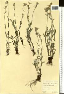 Эдельвейс эдельвейсовидный (Willd.) Beauverd, Сибирь, Прибайкалье и Забайкалье (S4) (Россия)