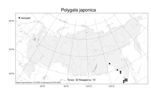Polygala japonica, Истод японский Houtt., Атлас флоры России (FLORUS) (Россия)