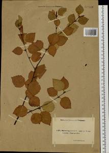 Betula pendula subsp. mandshurica (Regel) Ashburner & McAll., Сибирь, Якутия (S5) (Россия)