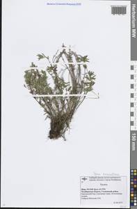 Thymus pannonicus All., Восточная Европа, Восточный район (E10) (Россия)