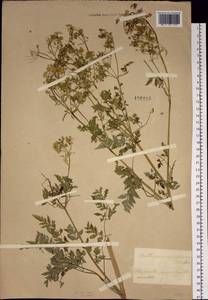 Anthriscus sylvestris subsp. sylvestris, Сибирь, Прибайкалье и Забайкалье (S4) (Россия)