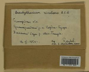 Brachythecium rivulare Schimp., Гербарий мохообразных, Мхи - Нижний Дон и Нижняя Волга (B11) (Россия)