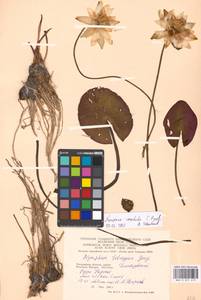 Кувшинка белоснежная C.Presl, Восточная Европа, Московская область и Москва (E4a) (Россия)