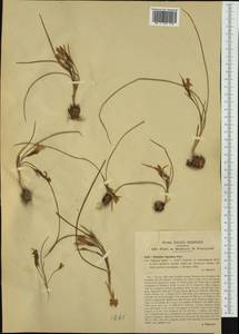 Romulea ligustica Parl., Западная Европа (EUR) (Италия)