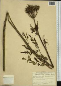 Chaerophyllum elegans Gaudin, Западная Европа (EUR) (Швейцария)