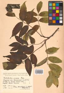 Бархат амурский Rupr., Сибирь, Дальний Восток (S6) (Россия)