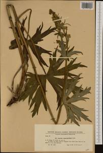 Aconitum lycoctonum subsp. neapolitanum (Ten.) Nyman, Западная Европа (EUR) (Болгария)