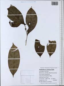 Phyllanthus carinatus Beille, Зарубежная Азия (ASIA) (Вьетнам)