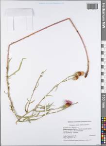 Centaurea jacea × trichocephala, Восточная Европа, Нижневолжский район (E9) (Россия)