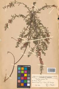 Леспедеца ситниковая (L.f.) Pers., Сибирь, Дальний Восток (S6) (Россия)