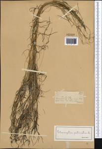 Штукения гребенчатая, Рдест гребенчатый (L.) Börner, Средняя Азия и Казахстан, Муюнкумы, Прибалхашье и Бетпак-Дала (M9) (Казахстан)