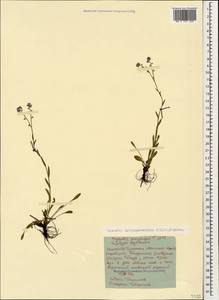 Незабудка воробейниколистная (Willd.) Hornem., Кавказ, Ставропольский край, Карачаево-Черкесия, Кабардино-Балкария (K1b) (Россия)