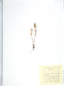 Вудсия эльбская (L.) R.Br., Сибирь, Дальний Восток (S6) (Россия)