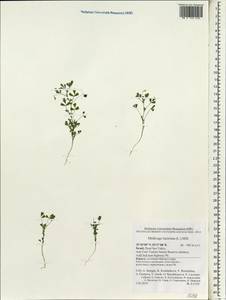 Medicago laciniata (L.)Mill., Зарубежная Азия (ASIA) (Израиль)