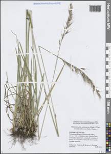 Avenula pubescens (Huds.) Dumort., Восточная Европа, Центральный район (E4) (Россия)