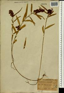 Crotalaria sessiliflora L., Зарубежная Азия (ASIA) (Япония)