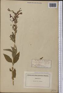 Lobelia cardinalis L., Америка (AMER) (Неизвестно)