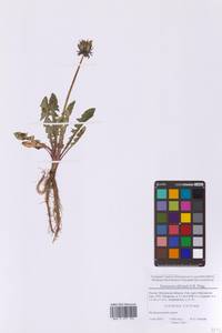 Одуванчик лекарственный Weber ex F.H.Wigg., Восточная Европа, Московская область и Москва (E4a) (Россия)