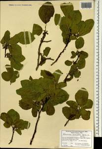 Oreoherzogia cornifolia (Boiss. &Hohen.) W. Vent, Зарубежная Азия (ASIA) (Иран)