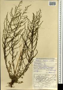 Полынь веничная, Полынь метельчатая Waldst. & Kit., Монголия (MONG) (Монголия)