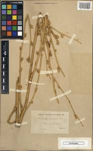 Haussknechtia elymaitica Boiss., Зарубежная Азия (ASIA) (Иран)