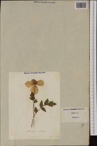 Papaver cambricum L., Западная Европа (EUR) (Италия)