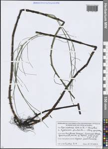Хвощ приречный, Хвощ топяной L., Восточная Европа, Белоруссия (E3a) (Белоруссия)