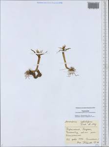Colchicum soboliferum (C.A.Mey.) Stef., Средняя Азия и Казахстан, Каракумы (M6) (Туркмения)