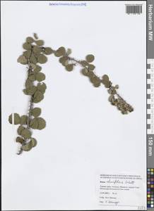 Ежевика вязолистная Schott, Зарубежная Азия (ASIA) (Турция)