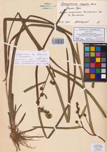 Sparganium emersum × gramineum, Восточная Европа (без точных пунктов) (E0)
