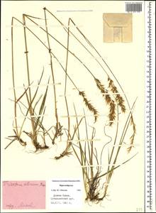 Sibirotrisetum turcicum (Chrtek) Barberá, Кавказ, Ставропольский край, Карачаево-Черкесия, Кабардино-Балкария (K1b) (Россия)