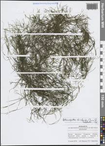 Рдест волосовидный Cham. & Schltdl., Восточная Европа, Средневолжский район (E8) (Россия)