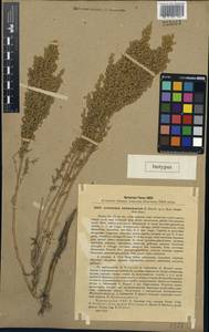 Seriphidium balchanorum (Krasch.) Poljak., Средняя Азия и Казахстан, Каракумы (M6) (Туркмения)