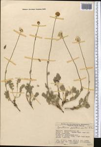 Richteria pyrethroides Kar. & Kir., Средняя Азия и Казахстан, Западный Тянь-Шань и Каратау (M3) (Киргизия)