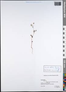 Скандикс звездчатый Banks & Sol., Средняя Азия и Казахстан, Копетдаг, Бадхыз, Малый и Большой Балхан (M1) (Туркмения)