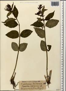 Vincetoxicum tmoleum Boiss., Кавказ, Армения (K5) (Армения)