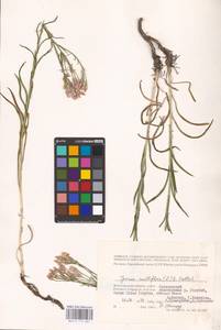 Наголоватка многоцветковая (L.) B. Fedtsch., Восточная Европа, Нижневолжский район (E9) (Россия)
