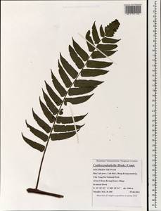 Cyathea podophylla (Hook.) Copel., Зарубежная Азия (ASIA) (Вьетнам)