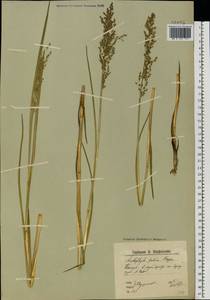 Dupontia fulva (Trin.) Röser & Tkach, Восточная Европа, Северный район (E1) (Россия)