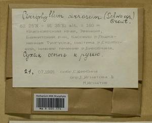 Brachythecium cirrosum (Schwägr.) Schimp., Гербарий мохообразных, Мхи - Красноярский край, Тыва и Хакасия (B17) (Россия)