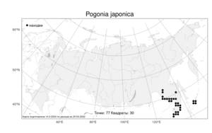 Pogonia japonica, Бородатка японская Rchb.f., Атлас флоры России (FLORUS) (Россия)