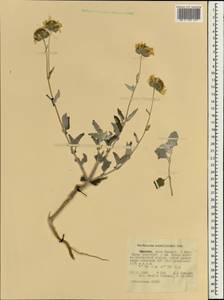 Вербесина энцелиевидная (Cav.) Benth. & Hook. fil. ex A. Gray, Африка (AFR) (Эфиопия)