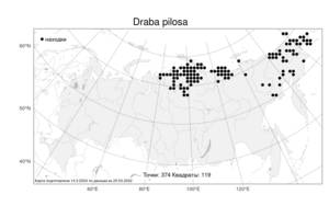 Draba pilosa, Крупка волосистая Adams ex Fisch., Атлас флоры России (FLORUS) (Россия)