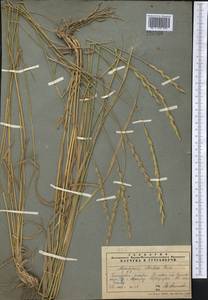 Thinopyrum intermedium subsp. intermedium, Средняя Азия и Казахстан, Памир и Памиро-Алай (M2) (Таджикистан)