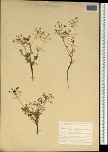 Cymbocarpum wiedemannii Boiss., Зарубежная Азия (ASIA) (Турция)